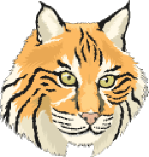 bobcat