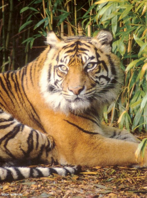 tiger